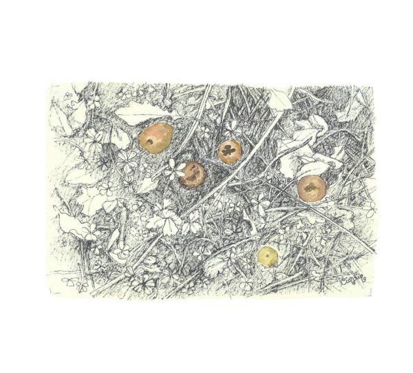 Manzanas amarilas Manzanas amarilas