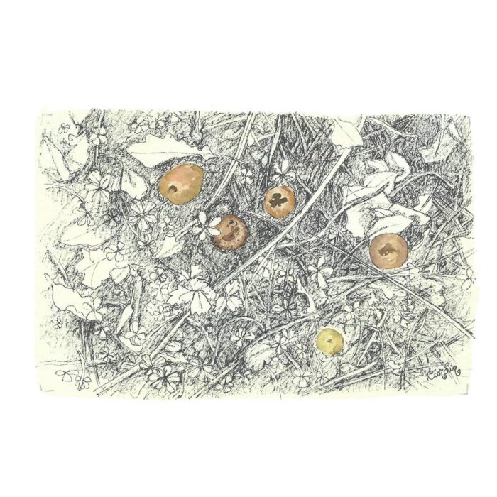 Manzanas amarillas. Sagar horiak. Yellow apples