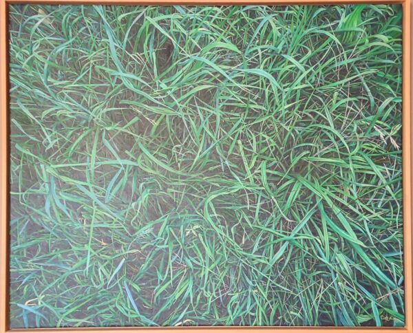 Hierba Belarra 60x73cm